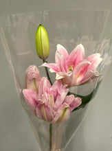 Fresh Cut Flowers & Foliage