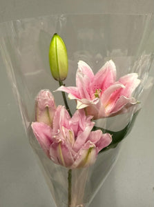 Fresh Cut Flowers & Foliage