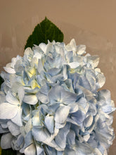 Fresh Cut Flowers & Foliage
