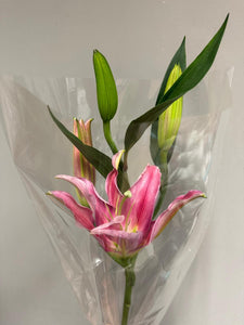 Fresh Cut Flowers & Foliage