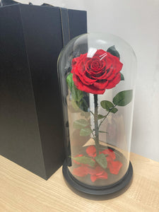 Giant Preserved Rose Glass Dome  - (GDDF-RS30)